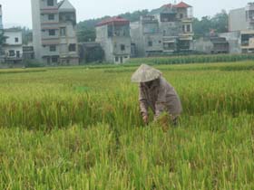 Nhân dân xóm Mòng, thị trấn Lương Sơn thu hoạch lúa chiêm xuân, năng suất ước đạt trên 50 tạ/ha. 
